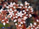 Vai al capitolo SEDUM ALBUM Go to section SEDUM ALBUM