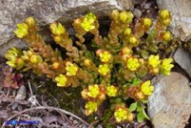 Borracina alpestre (Sedum alpestre)