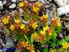 Vai al capitolo SEDUM ALPESTRE Go to section SEDUM ALPESTRE