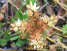 Vai al capitolo SEDUM RUBENS Go to section SEDUM RUBENS