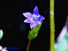 Vai al capitolo SOLENOPSIS LAURENTIA Go to section SOLENOPSIS LAURENTIA