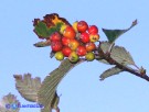 Vai al capitolo SORBUS ARIA Go to section  SORBUS ARIA