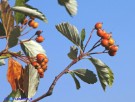 Vai al capitolo SORBUS GRAECA Go to section  SORBUS GRAECA