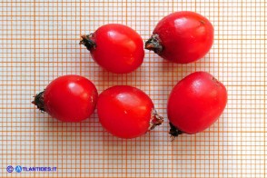 Sorbus graeca (Sorbo meridionale)