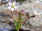 Vai al capitolo SPERGULA ARVENSIS Go to section SPERGULA ARVENSIS