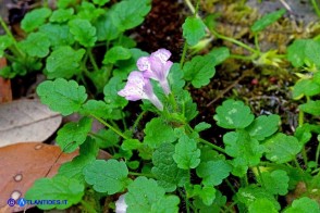 Stachys corsica (Betonica di Corsica)