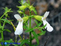 Vai al capitolo STACHYS GLUTINOSA Go to section STACHYS GLUTINOSA