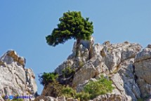 Tasso (Taxus bacchata) 