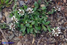 Erba storna brevistila (Thlaspi brevistylum)