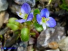 Vai al capitolo VERONICA ACINIFOLIA Go to section VERONICA ACINIFOLIA