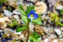 Veronica a foglie di Acinos (Veronica acinifolia)