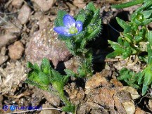 Vai al capitolo VERONICA VERNA SUBSP. BREVISTYLA  Go to section VERONICA VERNA SUBSP. BREVISTYLA