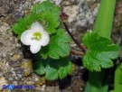 Vai al capitolo VERONICA CYMBALARIA Go to section VERONICA CYMBALARIA