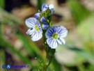 Vai al capitolo VERONICA SERPYLLIFOLIA Go to section VERONICA SERPYLLIFOLIA