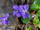 Vai al capitolo VIOLA ALBA SSP. DEHNHARDTII   Go to section VIOLA ALBA SSP. DEHNHARDTII