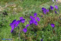 Viola del Limbara (Viola corsica ssp. limbarae)