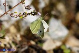 Pieris rapae (Cavolaia minore) femmina