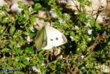 Pieris rapae (Cavolaia minore) femmina