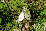 Pieris rapae (Cavolaia minore) femmina