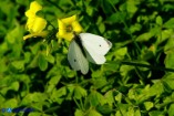 Pieris rapae (Cavolaia minore) maschio