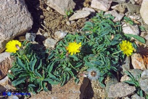 Pilosella kralikii (Sparviere di Soleirol)