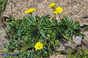 Pilosella kralikii (Sparviere di Soleirol)