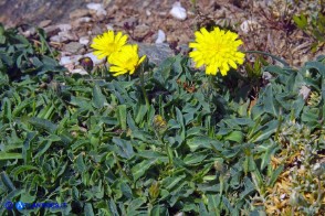 Pilosella kralikii (Sparviere di Soleirol)
