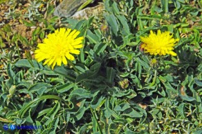 Pilosella kralikii (Sparviere di Soleirol)