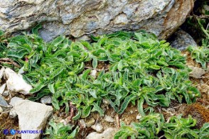 Pilosella kralikii (Sparviere di Soleirol)