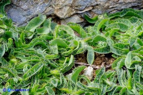 Pilosella kralikii (Sparviere di Soleirol)