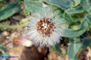 Pilosella kralikii (Sparviere di Soleirol)