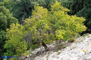 Pistacia terebinthus subsp. terebinthus (Terebinto)