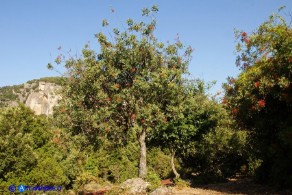 Pistacia terebinthus subsp. terebinthus (Terebinto)