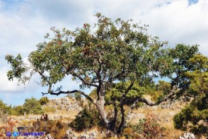 Pistacia terebinthus subsp. terebinthus (Terebinto)