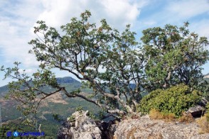 Pistacia terebinthus subsp. terebinthus (Terebinto)