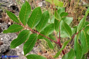 Pistacia terebinthus subsp. terebinthus (Terebinto)