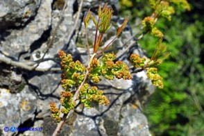 Pistacia terebinthus subsp. terebinthus (Terebinto): i fiori maschili