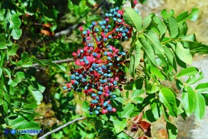 Pistacia terebinthus subsp. terebinthus (Terebinto): i frutti (piccole drupe)