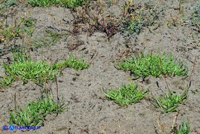 Plantago crassifolia (Piantaggine a foglie grasse)