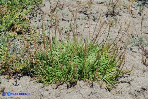 Plantago crassifolia (Piantaggine a foglie grasse)