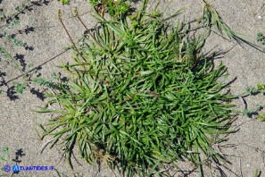 Plantago crassifolia (Piantaggine a foglie grasse)