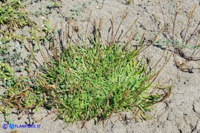 Plantago crassifolia (Piantaggine a foglie grasse)