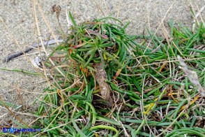 Plantago crassifolia (Piantaggine a foglie grasse)