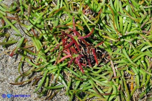 Plantago crassifolia (Piantaggine a foglie grasse)