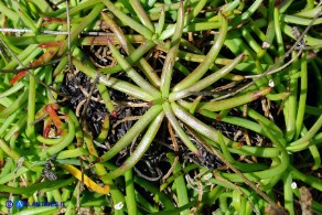 Plantago crassifolia (Piantaggine a foglie grasse)