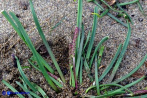 Plantago crassifolia (Piantaggine a foglie grasse)