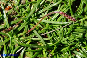 Plantago crassifolia (Piantaggine a foglie grasse)