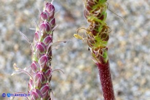Plantago crassifolia (Piantaggine a foglie grasse)