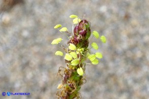 Plantago crassifolia (Piantaggine a foglie grasse)
