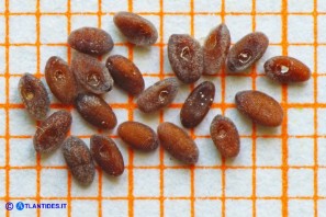 Plantago crassifolia (Piantaggine a foglie grasse)